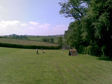 Leburnick Kennels - Expansive fields allow the dogs to make the most of their play time..