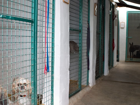 Leburnick Kennels - view of our purpose built boarding facilities.