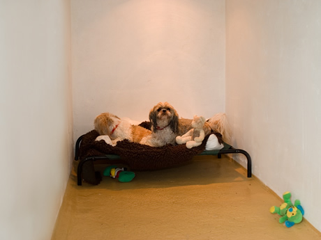Leburnick Kennels - Dogs making themselves at home..